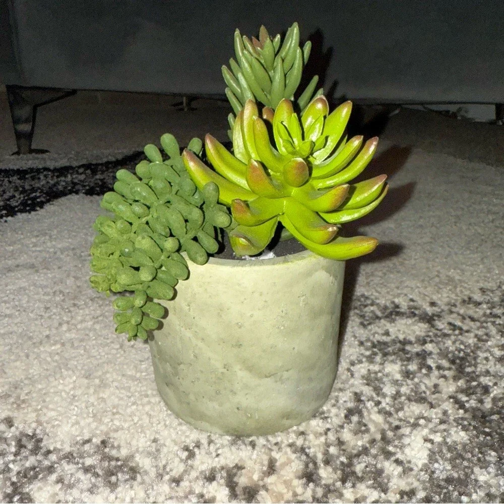 Plant succulent in pot green rocks Green Succulent Arrangement in Gray Planter